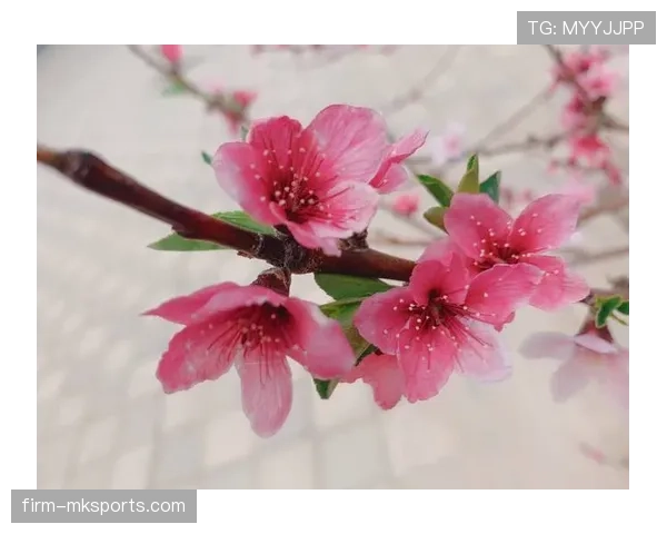 芬兰国家队历史性首度晋级欧锦赛，团结拼搏彰显强大实力